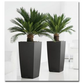 Cycas revoluta - Japán cikász - 2db mag/csomag