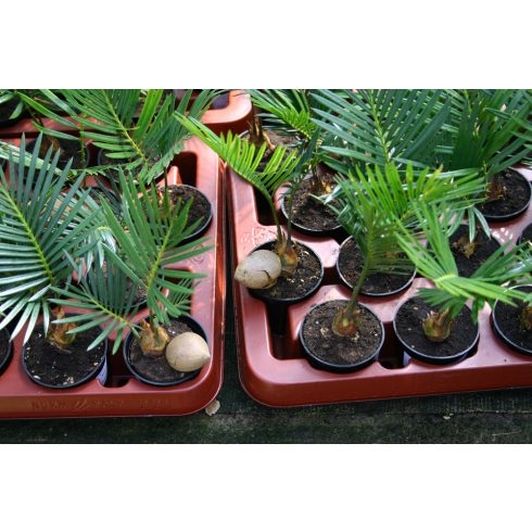 Cycas revoluta - Japán cikász - 2db mag/csomag