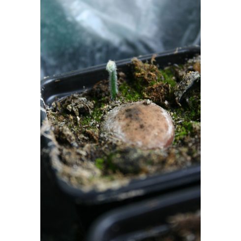 Cycas revoluta - Japán cikász - 2db mag/csomag