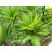 Cycas revoluta - Japán cikász - 2db mag/csomag