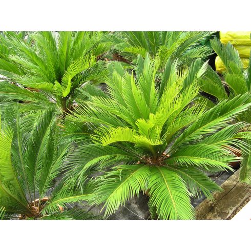 Cycas revoluta - Japán cikász - 2db mag/csomag