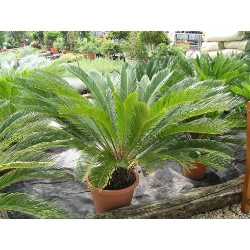Cycas revoluta - Japán cikász - 2db mag/csomag