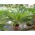 Cycas revoluta - Japán cikász - 2db mag/csomag