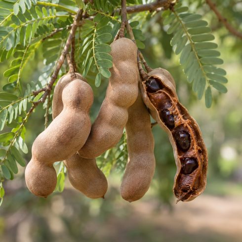 Tamarindus indica - Tamarinduszfa - 5db mag/csomag