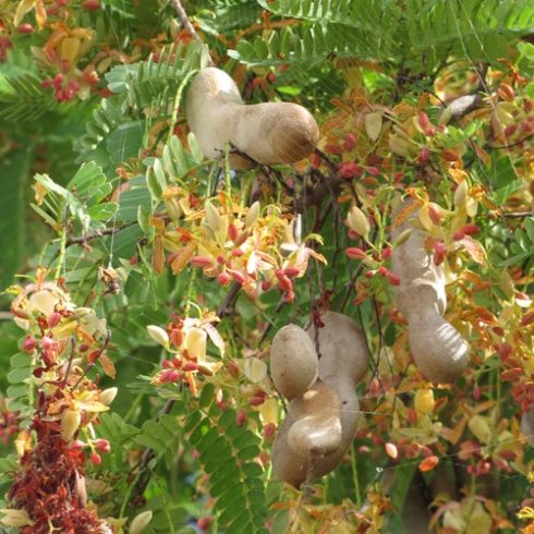 Tamarindus indica - Tamarinduszfa - 5db mag/csomag