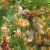 Tamarindus indica - Tamarinduszfa - 5db mag/csomag