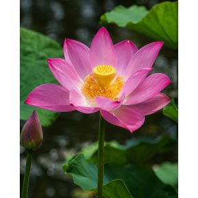 Rózsaszín Nelumbo nucifera indiai lótuszvirág közeli képe