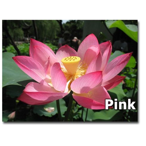 Nelumbo nucifera  Sacred Lotus - 2pcs seeds/packet - goldenpalm.hu