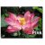 Nelumbo nucifera  Sacred Lotus - 2pcs seeds/packet - goldenpalm.hu