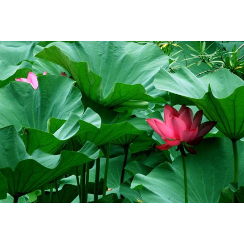 Nelumbo nucifera  Sacred Lotus - 2pcs seeds/packet - goldenpalm.hu