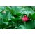 Nelumbo nucifera  Sacred Lotus - 2pcs seeds/packet - goldenpalm.hu