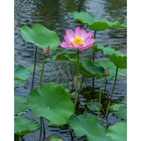 Nelumbo nucifera  Sacred Lotus - 2pcs seeds/packet - goldenpalm.hu