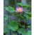 Nelumbo nucifera  Sacred Lotus - 2pcs seeds/packet - goldenpalm.hu