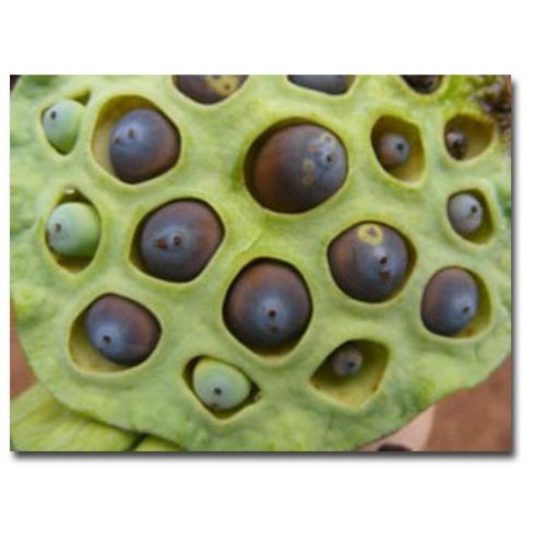 Nelumbo nucifera  Sacred Lotus - 2pcs seeds/packet - goldenpalm.hu