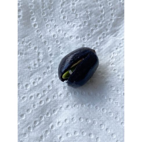 Nelumbo nucifera - Indiai lótusz mag, Rózsaszín- 2db mag/csomag