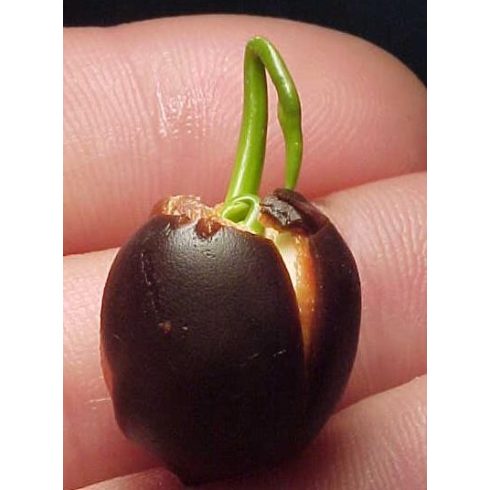 Nelumbo nucifera  Sacred Lotus - 2pcs seeds/packet - goldenpalm.hu