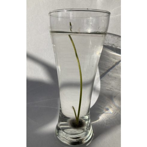 Nelumbo nucifera - Indiai lótusz mag, Rózsaszín- 2db mag/csomag