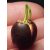 Nelumbo nucifera  Sacred Lotus - 2pcs seeds/packet - goldenpalm.hu