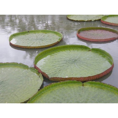 Nelumbo nucifera - Indiai lótusz mag, Rózsaszín- 2db mag/csomag