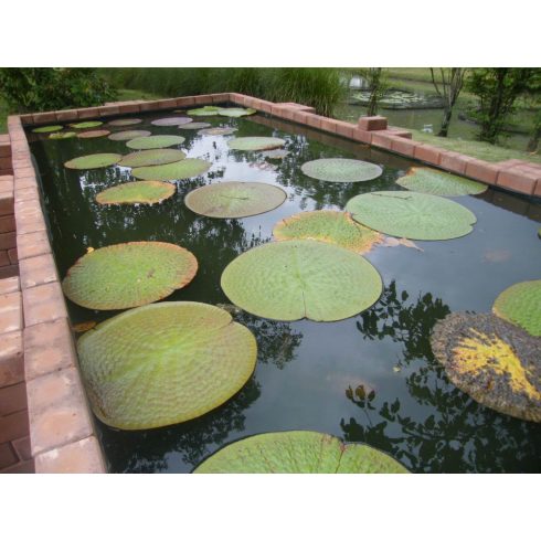 Nelumbo nucifera - Indiai lótusz mag, Rózsaszín- 2db mag/csomag