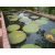 Nelumbo nucifera  Sacred Lotus - 2pcs seeds/packet - goldenpalm.hu