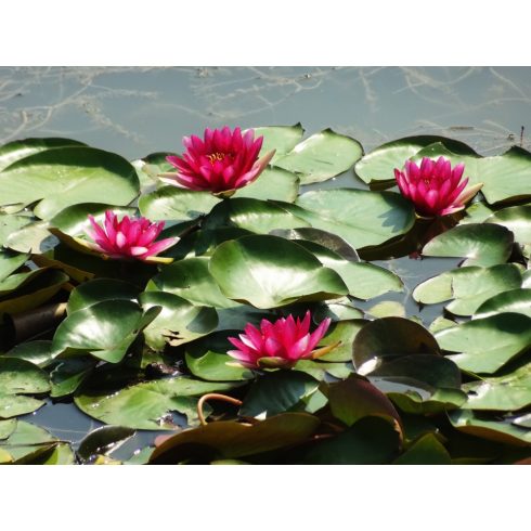 Nelumbo nucifera  Sacred Lotus - 2pcs seeds/packet - goldenpalm.hu