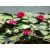 Nelumbo nucifera  Sacred Lotus - 2pcs seeds/packet - goldenpalm.hu