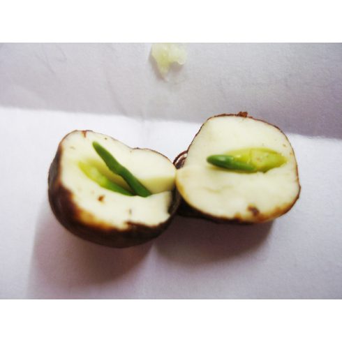 Nelumbo nucifera - Indiai lótusz mag, Rózsaszín- 2db mag/csomag