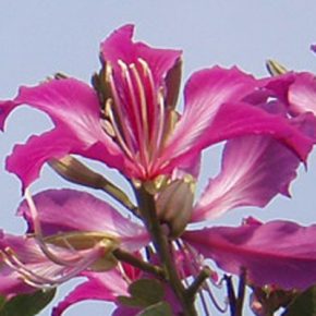 Bauhinia purpurea - Lila virágú orhideafa - 5db mag/csomag