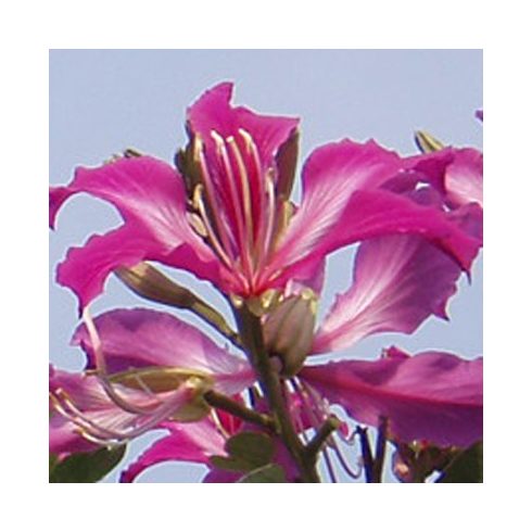 Bauhinia purpurea - Lila virágú orhideafa - 5db mag/csomag