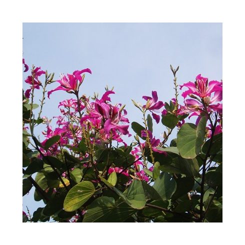 Bauhinia purpurea - Lila virágú orhideafa - 5db mag/csomag