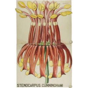   Stenocarpus sinuatus - Ausztrál tűzkerékfa - 5db mag/csomag