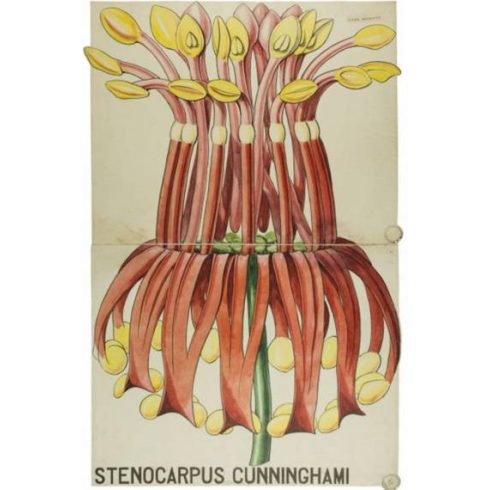 Stenocarpus sinuatus - Ausztrál tűzkerékfa - 5db mag/csomag