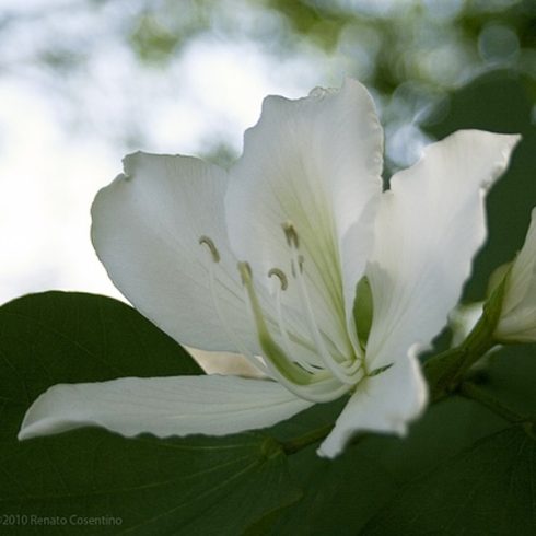 Bauhinia selma - Fehér virágú orhideafa - 5db mag/csomag
