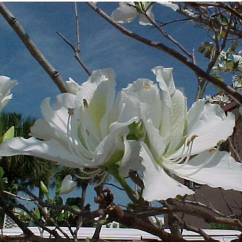 Bauhinia selma - Fehér virágú orhideafa - 5db mag/csomag