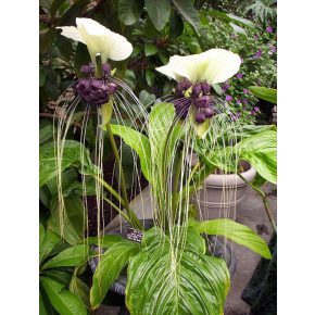 Tacca integrifolia - Denevérvirág - 5db mag/csomag