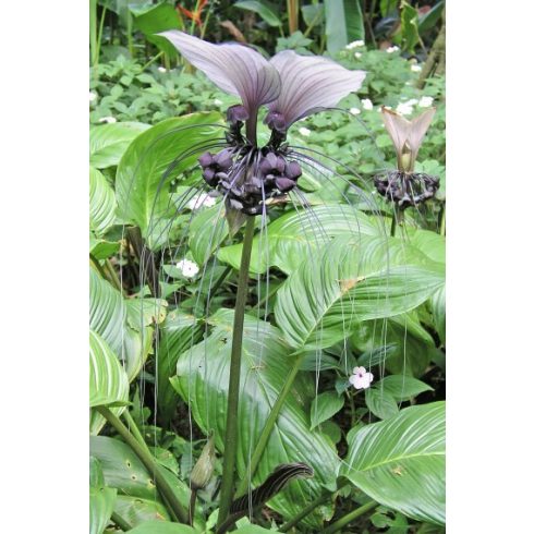 Tacca integrifolia - Denevérvirág - 2db mag/csomag