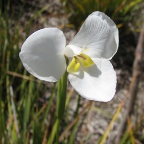 Diplarrhena moraea - Tündérszirom - 5db mag/csomag