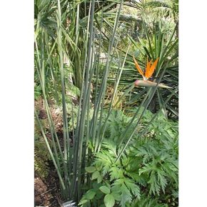   Strelitzia juncea - Levél nélküli papagájvirág - 2db mag/csomag