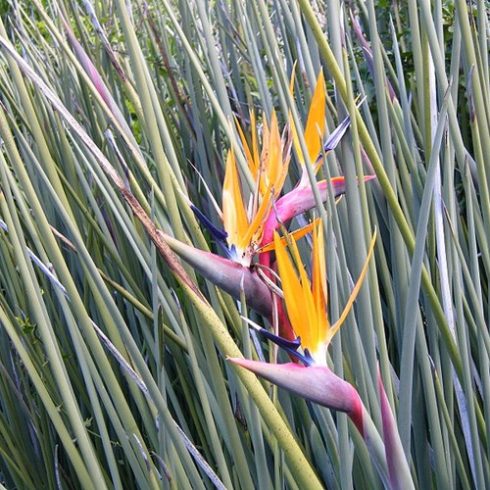 Strelitzia juncea - Levél nélküli papagájvirág - 2db mag/csomag