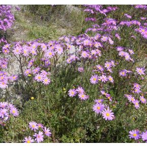 Senecio arenarius - Aggófű - Lila - 5db mag/csomag