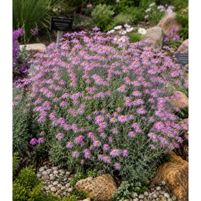 Senecio arenarius - Aggófű - Lila - 5db mag/csomag