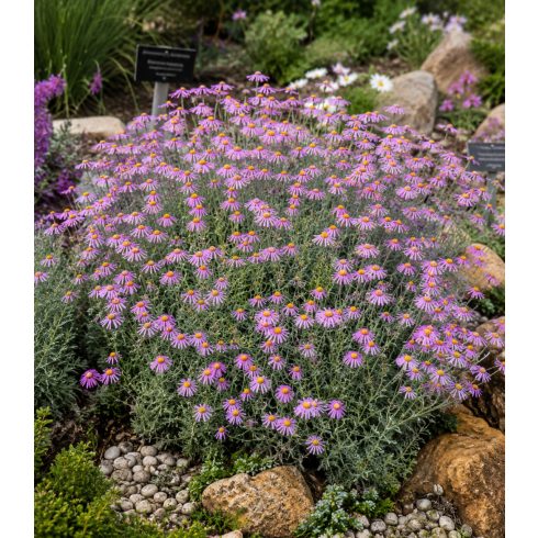 Senecio arenarius - Aggófű - Lila - 5db mag/csomag