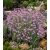 Senecio arenarius - Aggófű - Lila - 5db mag/csomag