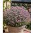 Senecio arenarius - Aggófű - Lila - 5db mag/csomag
