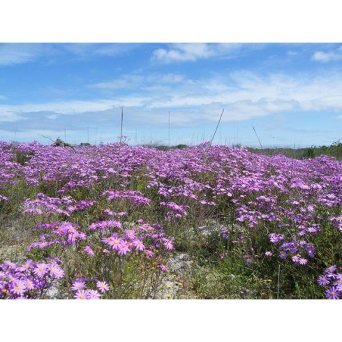 Senecio arenarius - Aggófű - Lila - 5db mag/csomag