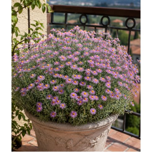 Senecio arenarius - Aggófű - Lila - 5db mag/csomag