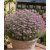 Senecio arenarius - Aggófű - Lila - 5db mag/csomag