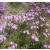 Senecio arenarius - Aggófű - Lila - 5db mag/csomag