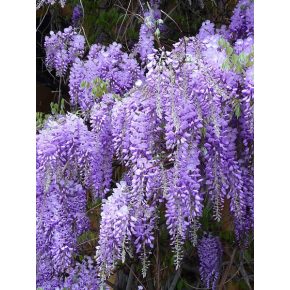 Wisteria sinensis - Lilaakác - 2db mag/csomag